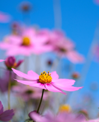 鶴見緑地コスモス