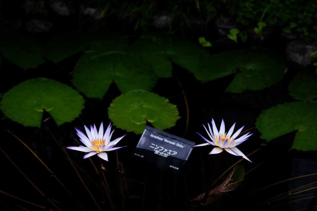 咲くやこの花館