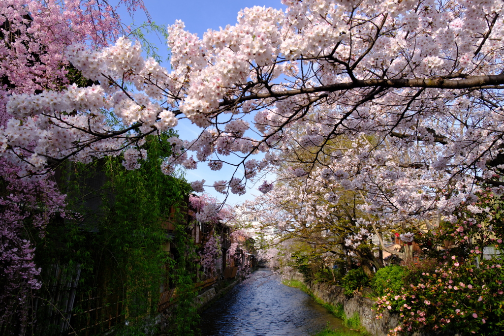 白川祇園の桜７