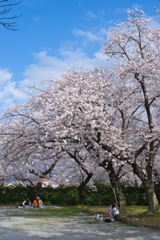 道明寺天満宮の桜2