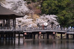 浮御堂の花嫁