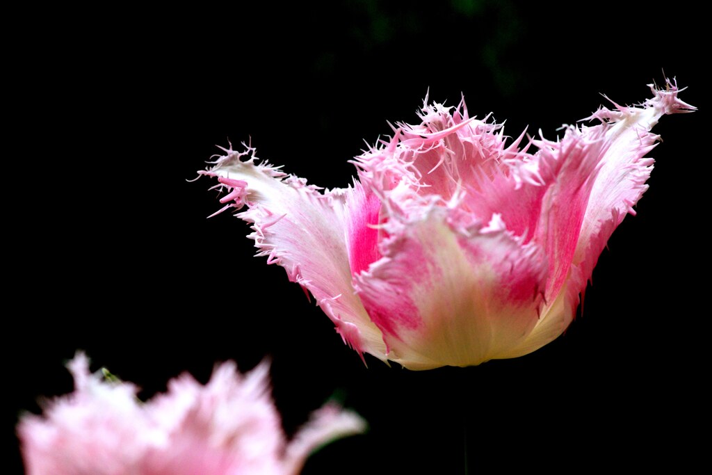 チューリップ（ハウステンボス）