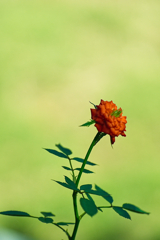 mikaeri-rose