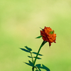 mikaeri-rose
