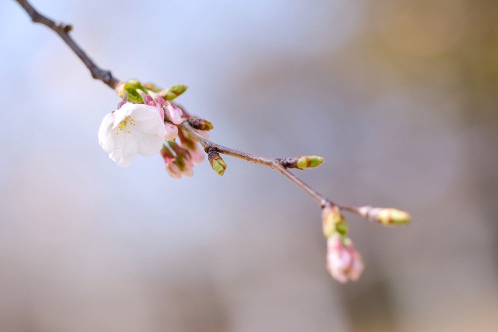 聖天山公園の桜５