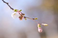 聖天山公園の桜５