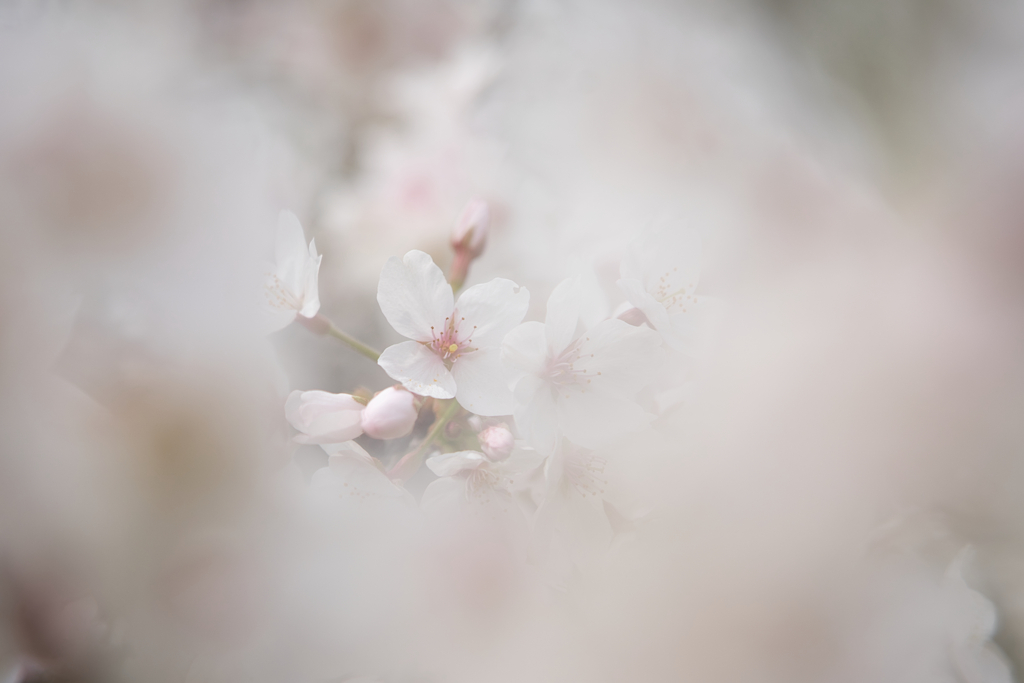 錦織公園桜木の里2