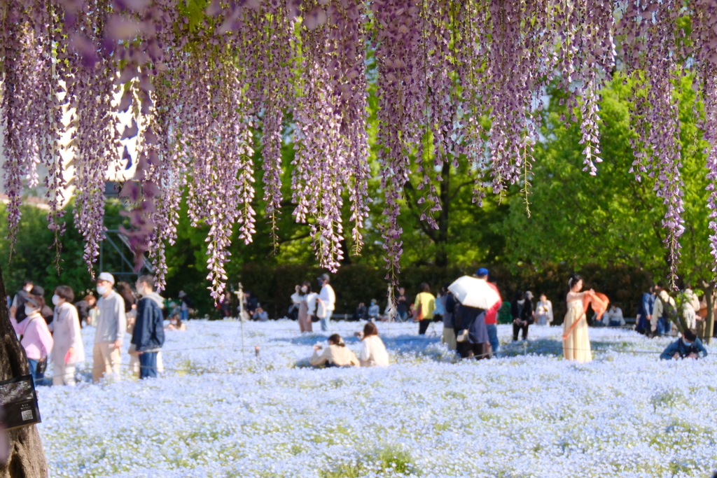 長居公園藤とネモフィラ