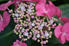 長居植物園紫陽花園3