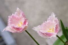 チューリップ（ハウステンボス）