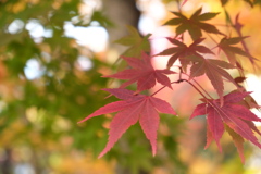 永観堂禅林寺のもみじ８