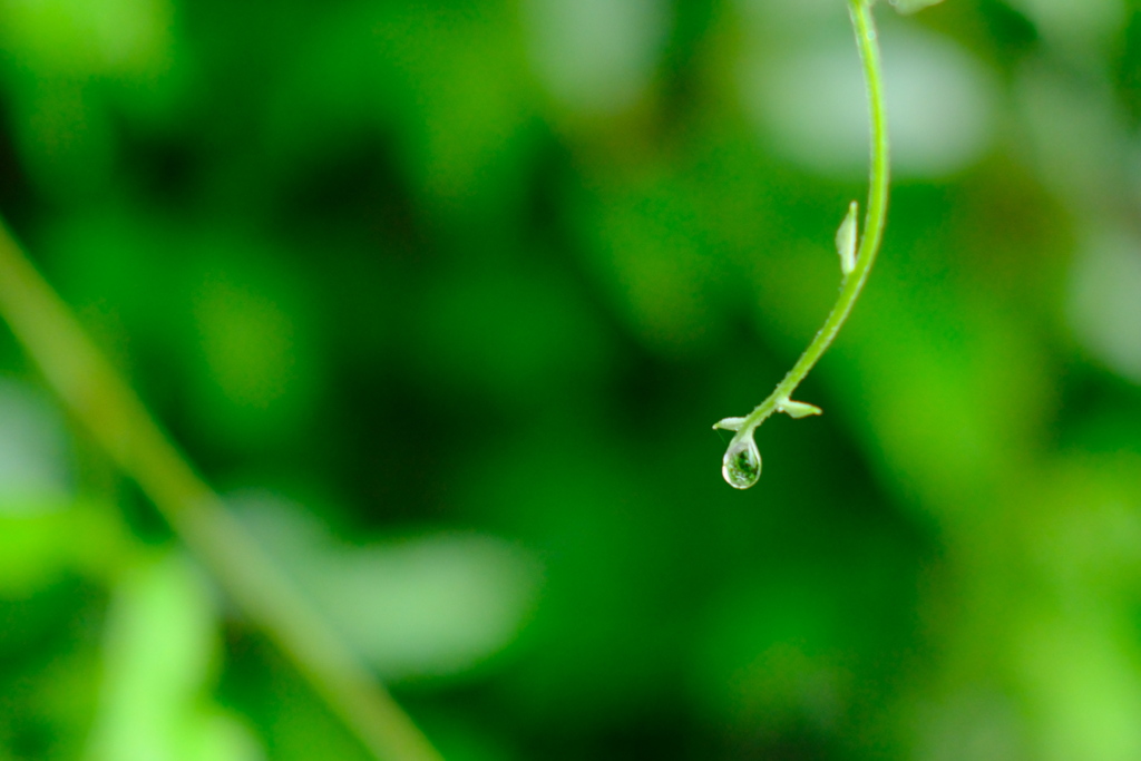雨風景1