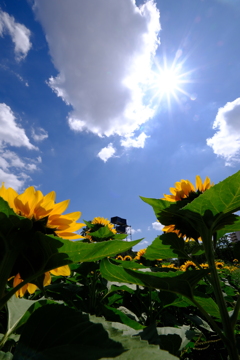 長居植物園2024ひまわり1