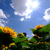 長居植物園2024ひまわり1
