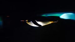 ペンギン一直線
