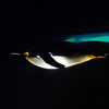 ペンギン一直線