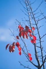 しがみつく紅葉