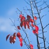 しがみつく紅葉
