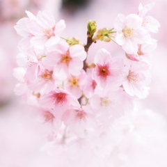 長居植物園桜1