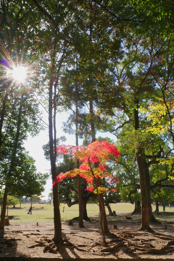 奈良公園　紅葉ぽつり