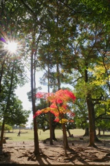 奈良公園　紅葉ぽつり