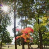 奈良公園　紅葉ぽつり
