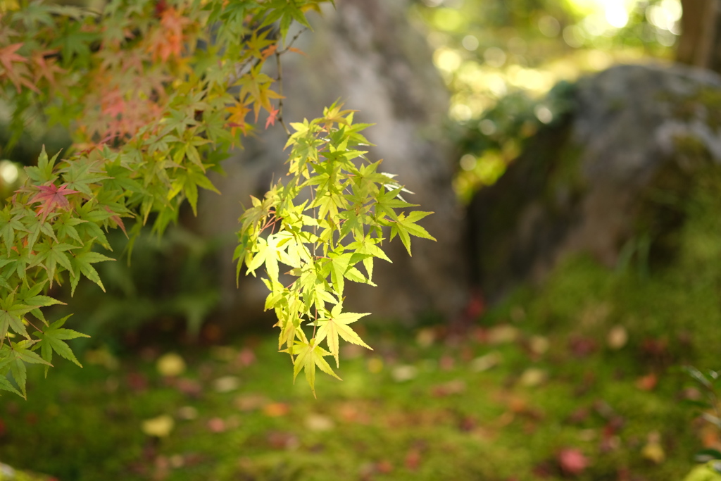 永観堂禅林寺のもみじ６