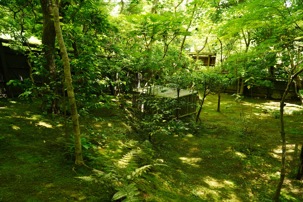 祇王寺　緑のカーテン