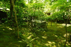 祇王寺　緑のカーテン