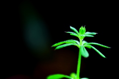 DSCF8190