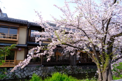 白川祇園の桜３