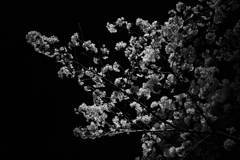 night cherry blossomB&W