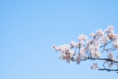 Sakura's Daydream