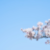 Sakura's Daydream