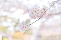 道明寺天満宮の桜3