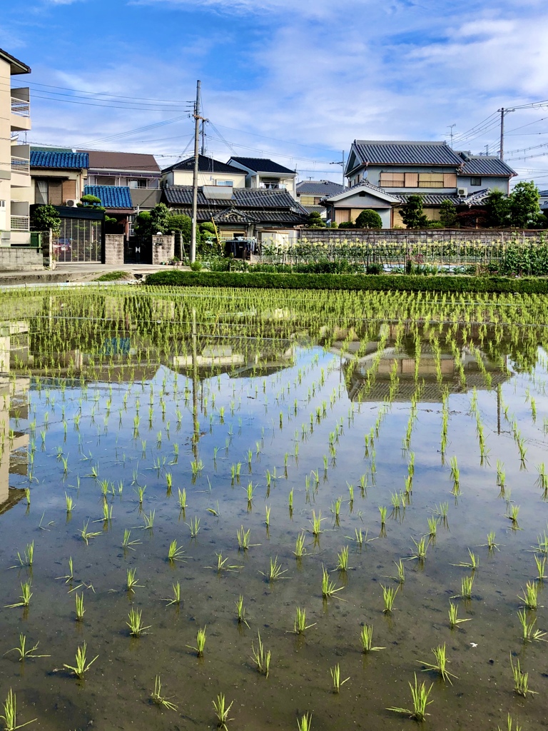 夏の準備