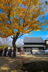 奈良公園