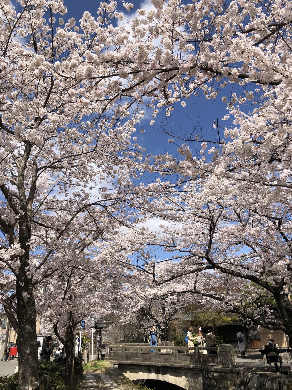 京都哲学の道　銀閣寺前