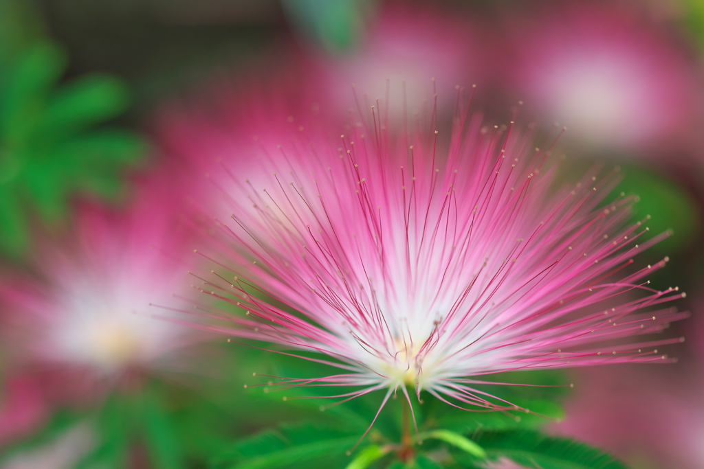 咲くやこの花館