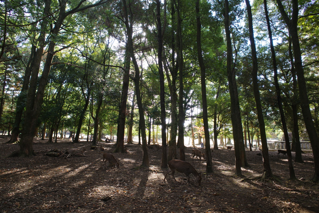奈良公園　鹿