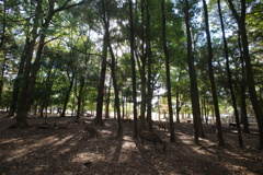 奈良公園　鹿