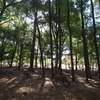 奈良公園　鹿