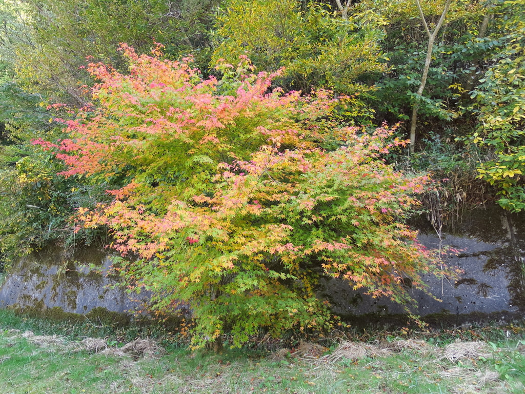 紅葉