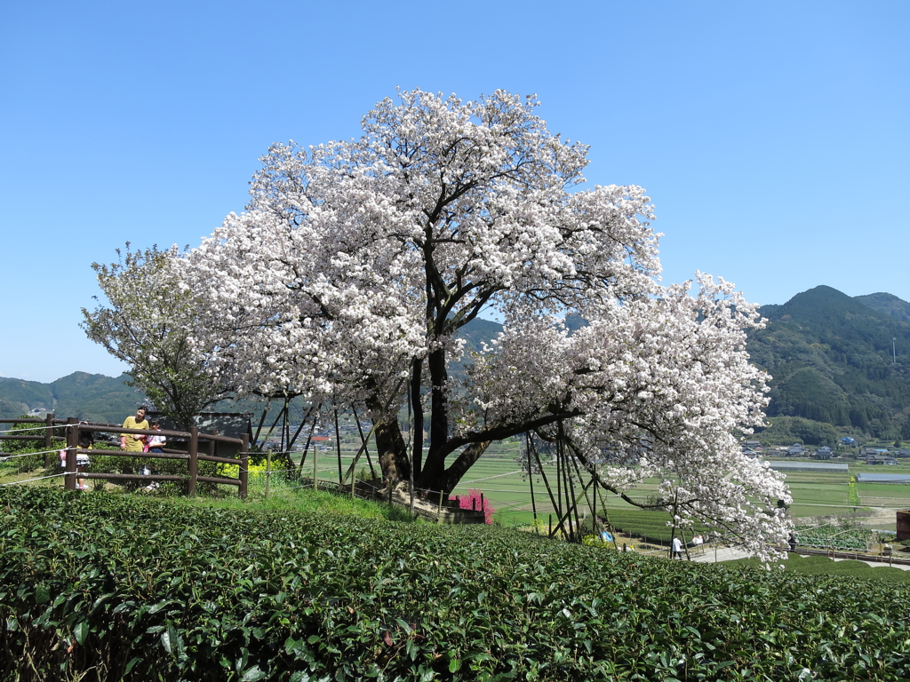 桜