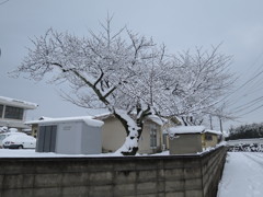 雪桜