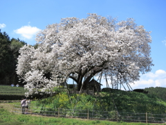 百年桜