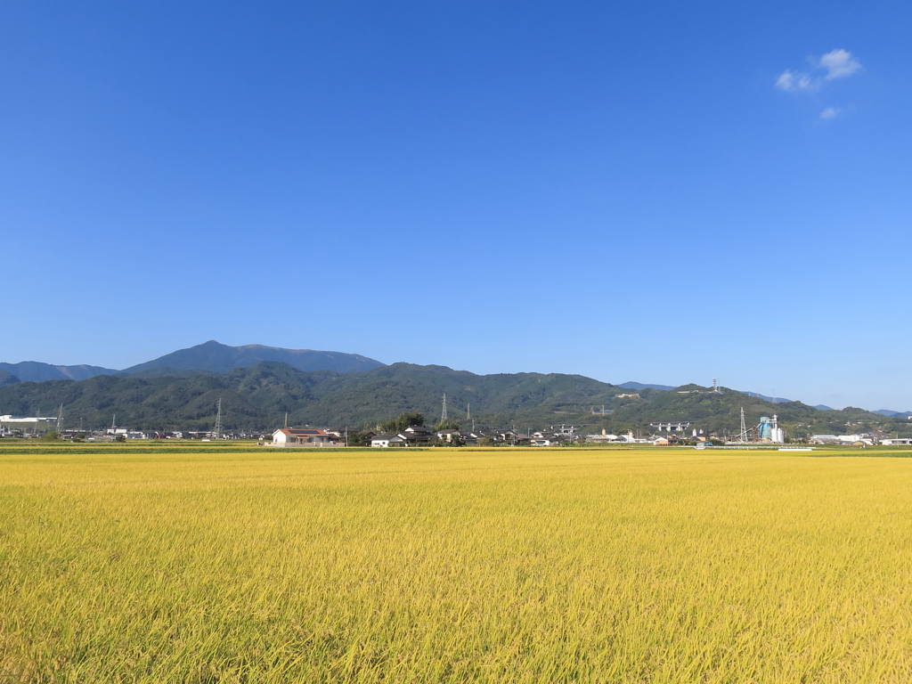 天山及び稲穂