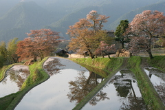 三多気の桜