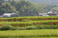 彼岸花