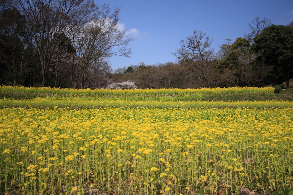 奈良・明日香村③
